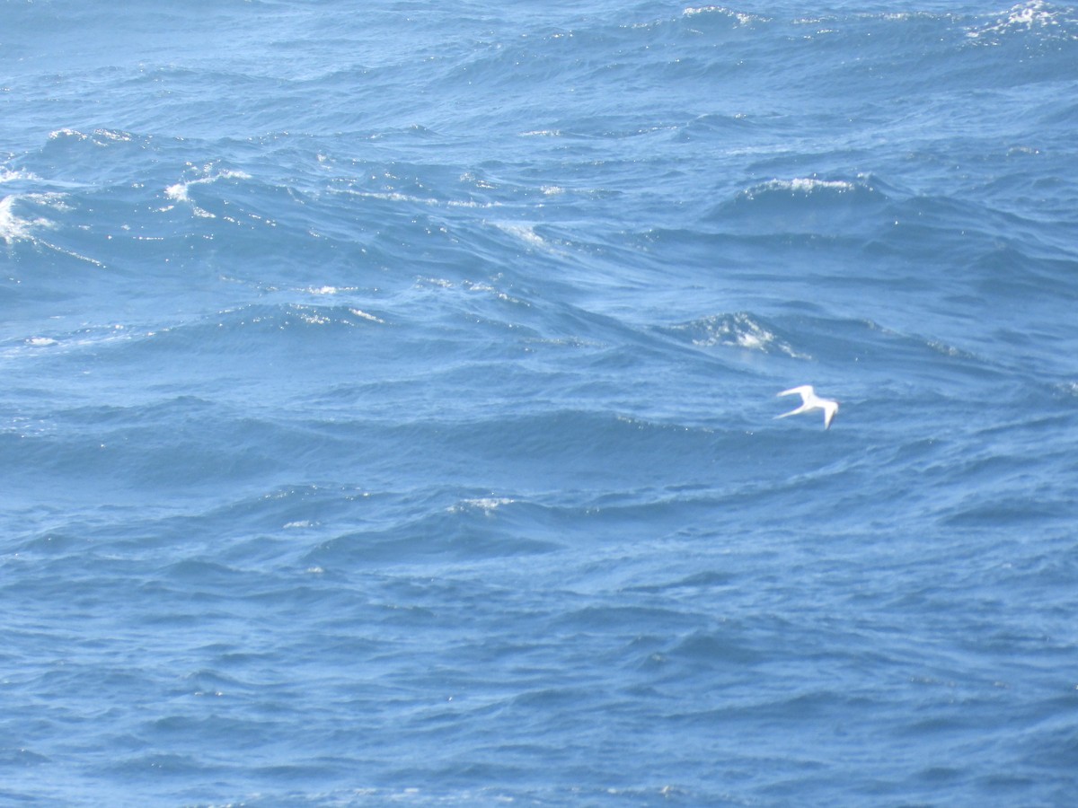 Red-billed Tropicbird - ML620506344