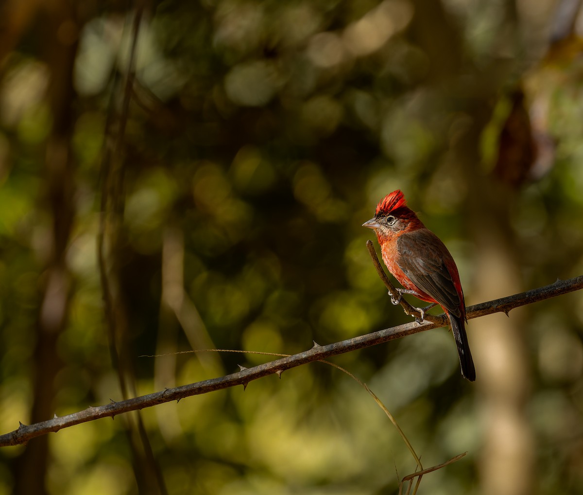 Red-crested Finch - ML620506346