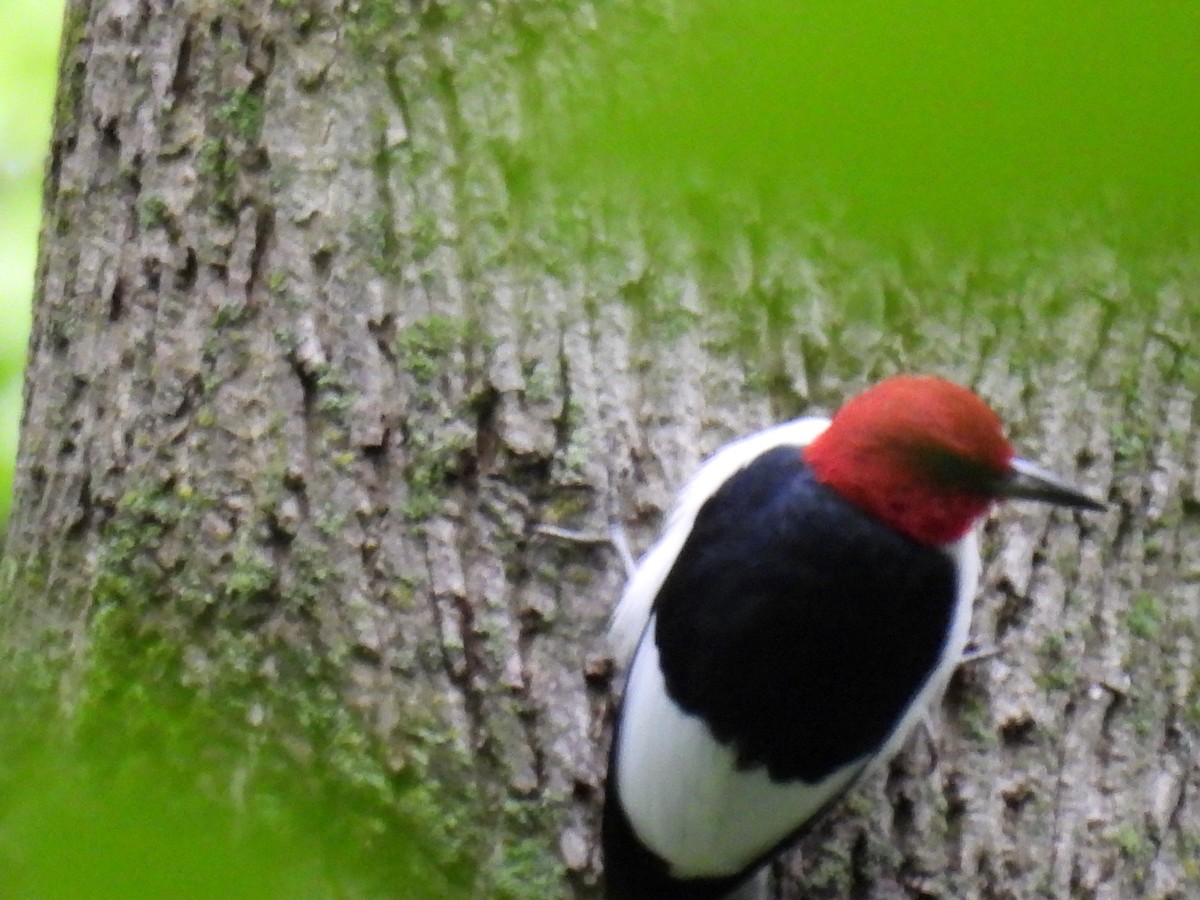 Red-headed Woodpecker - ML620506347