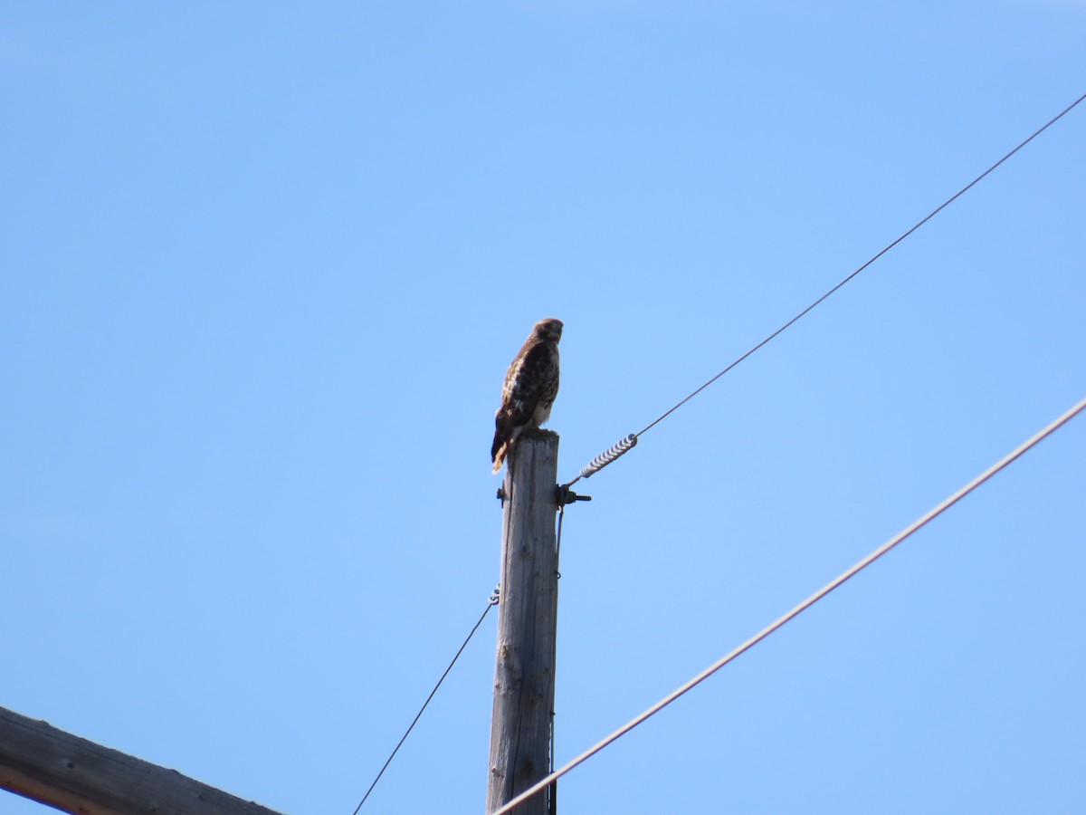 Red-tailed Hawk - ML620506348