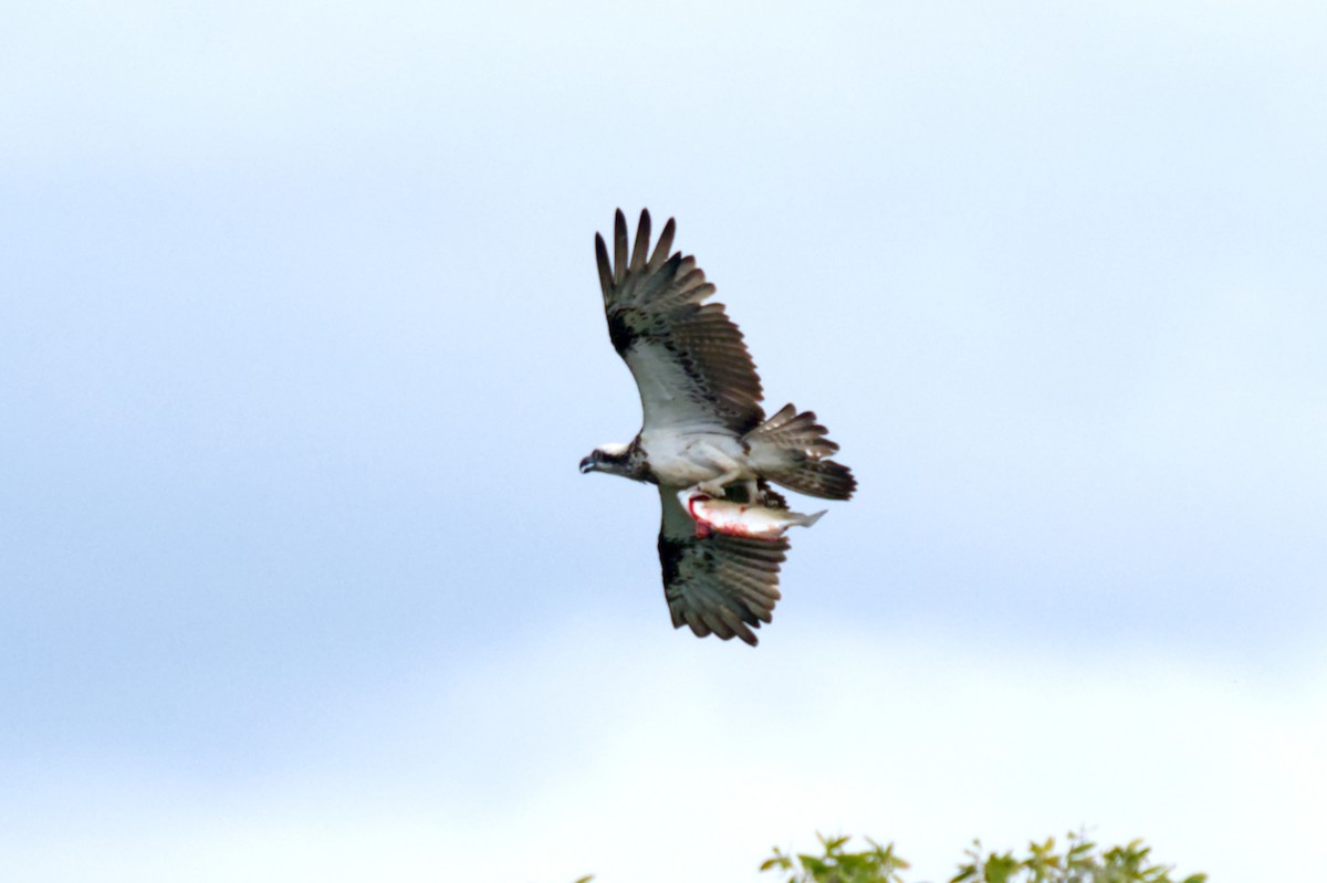 Osprey - ML620506352