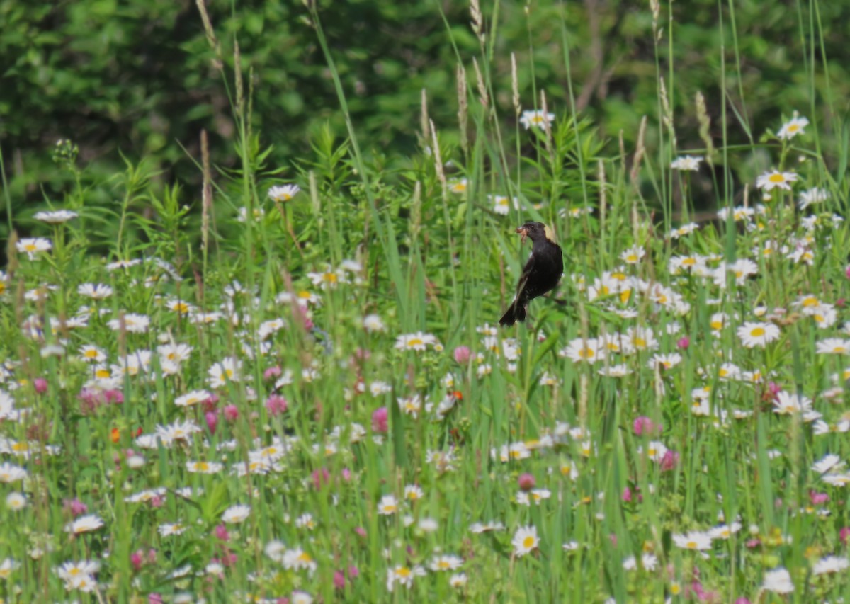 Bobolink - ML620506353