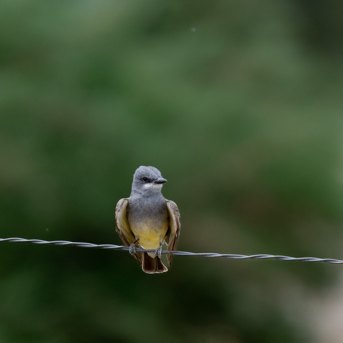 Cassin's Kingbird - ML620506355