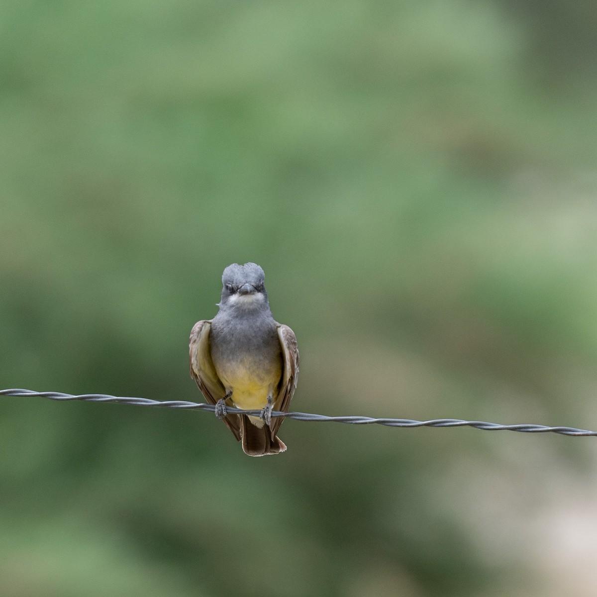 Cassin's Kingbird - ML620506356