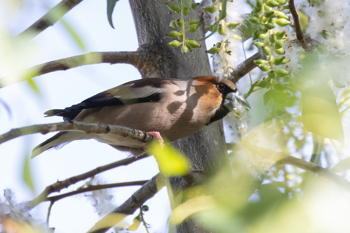 Hawfinch - ML620506358