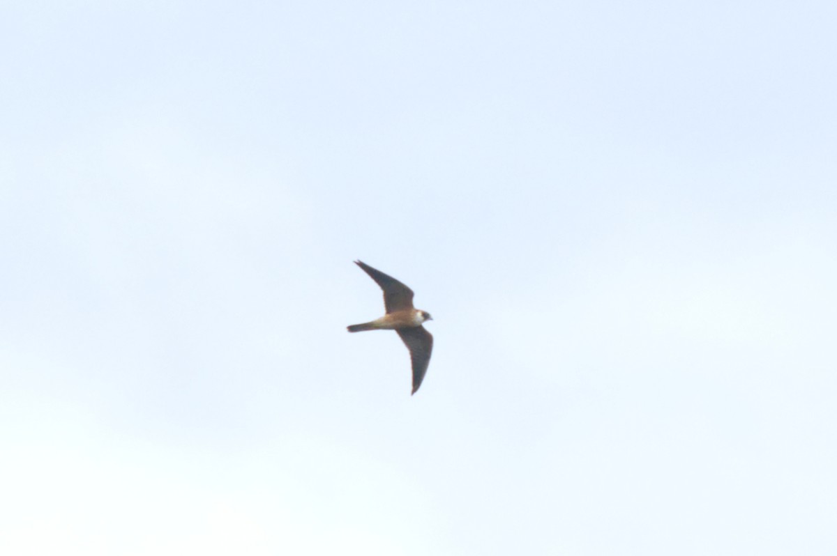 Australian Hobby - ML620506363