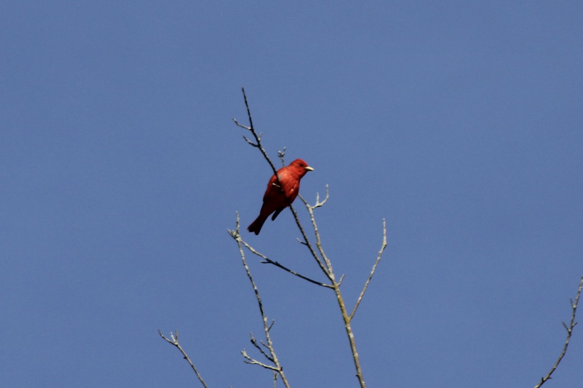 Piranga Roja - ML620506369