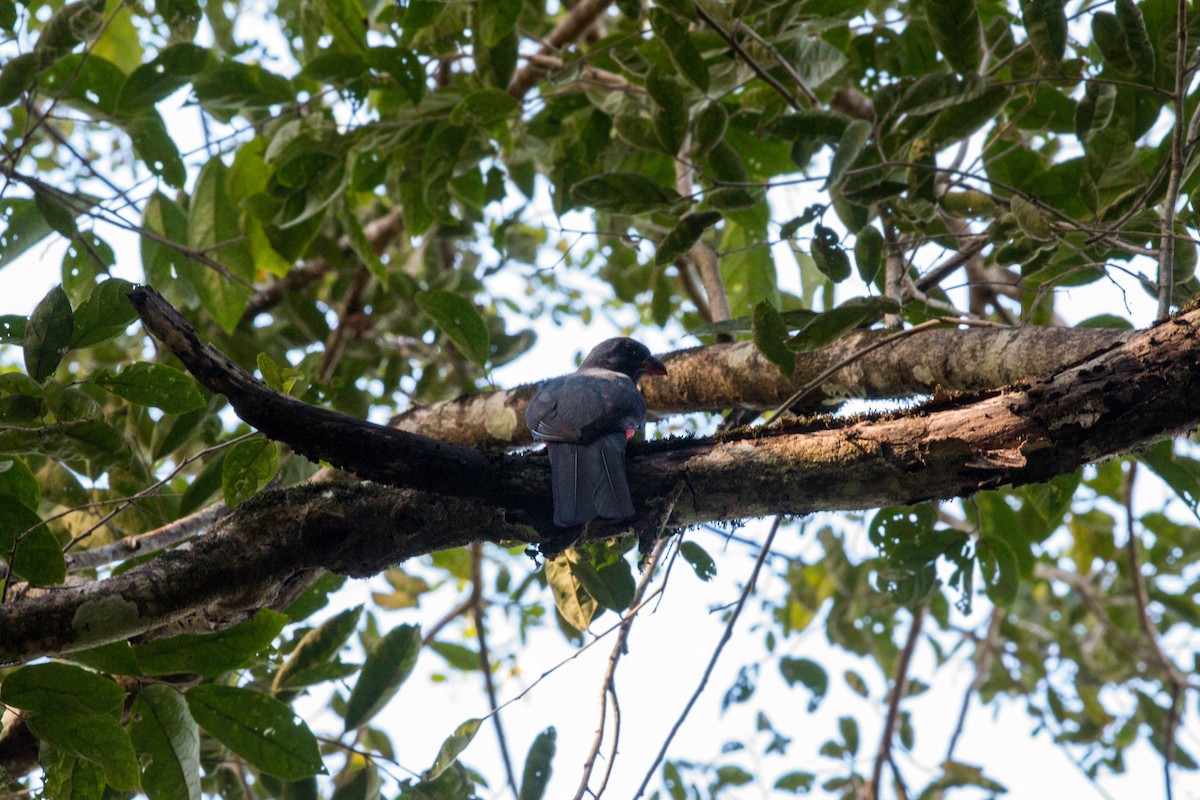 Slaty-tailed Trogon - ML620506377