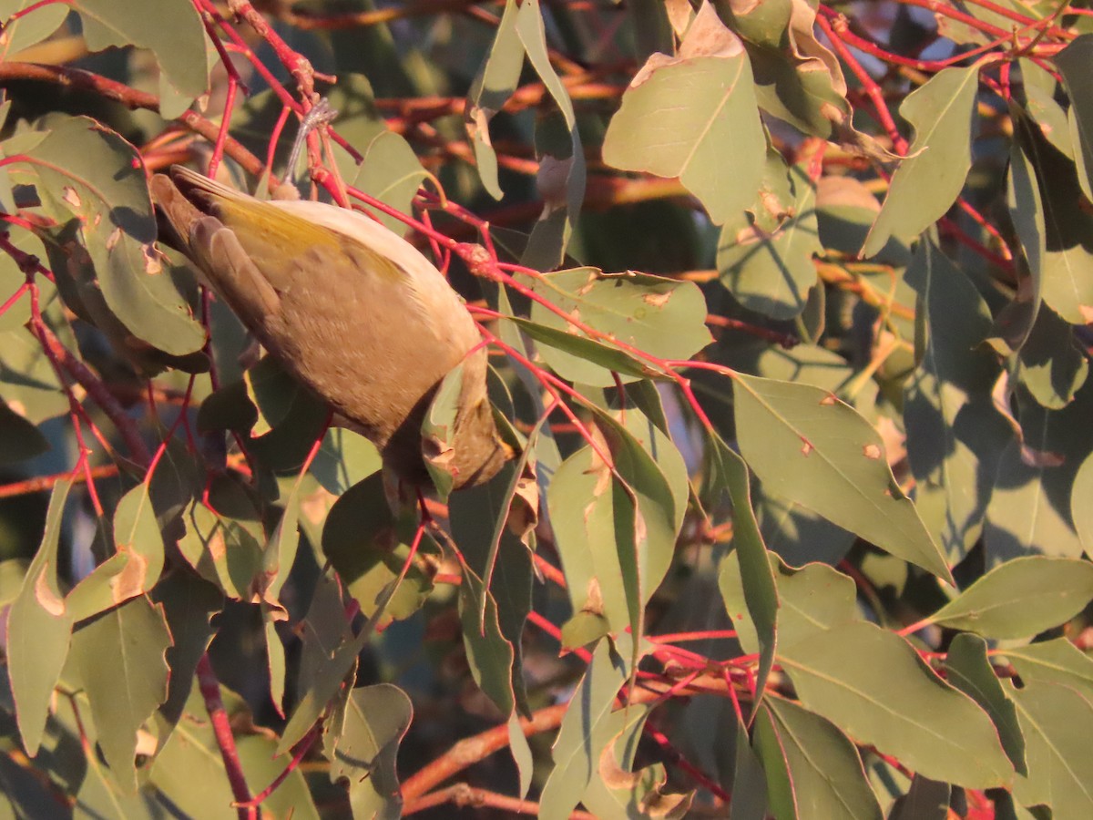 Fuscous Honeyeater - ML620506383