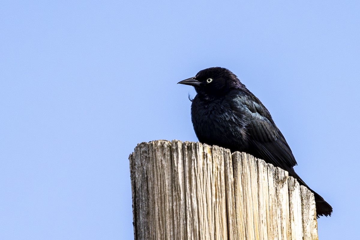 Brewer's Blackbird - ML620506384