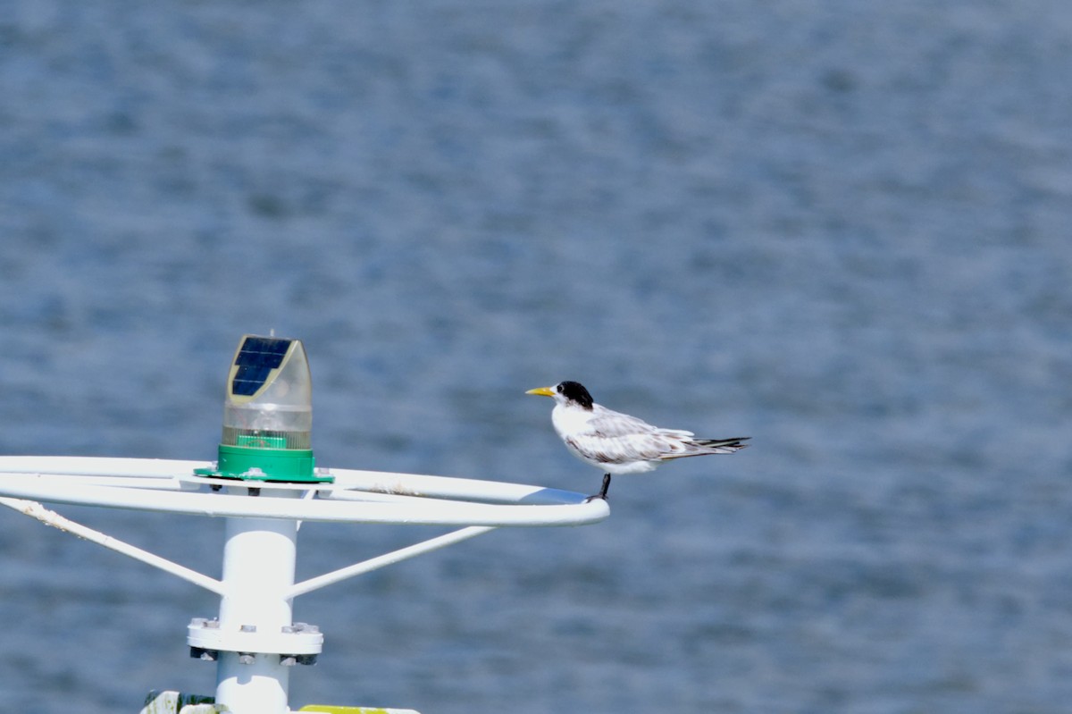 Great Crested Tern - ML620506387