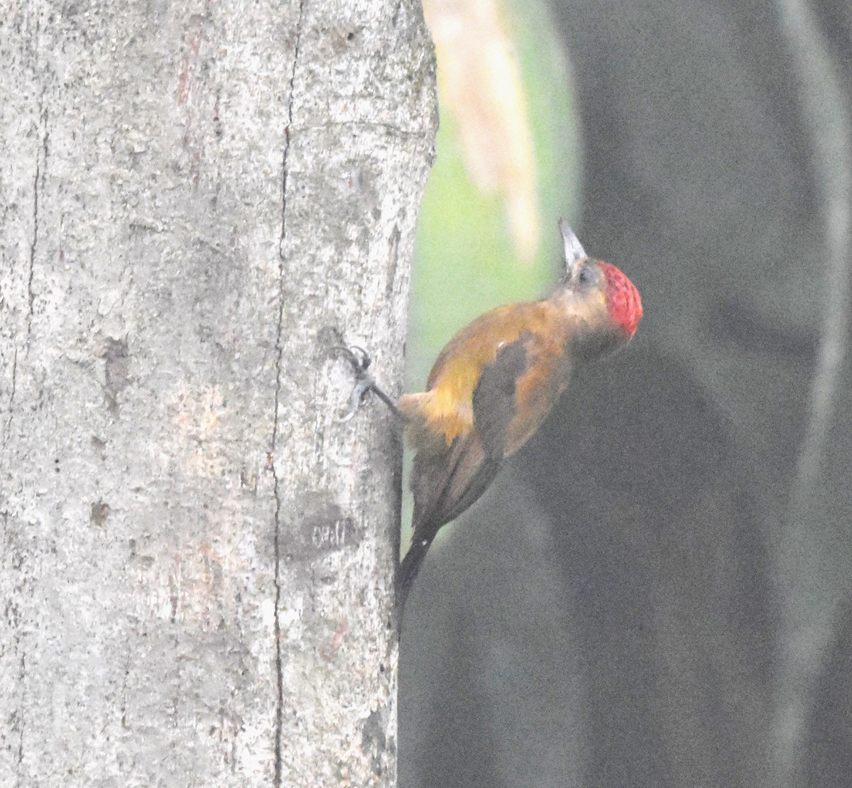 Smoky-brown Woodpecker - ML620506390