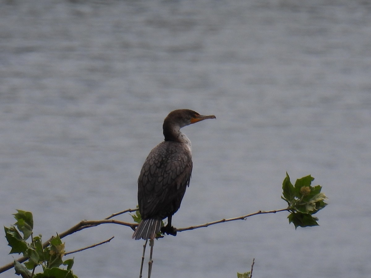 Double-crested Cormorant - ML620506398