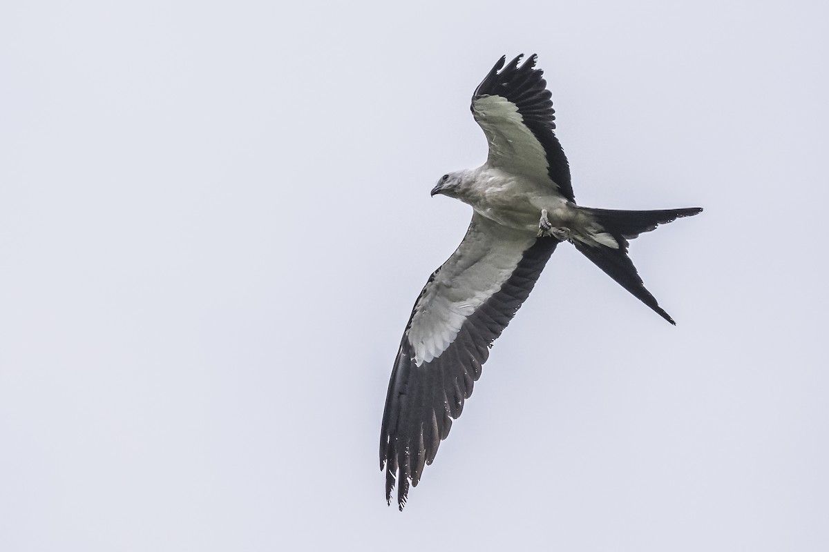 Swallow-tailed Kite - ML620506399