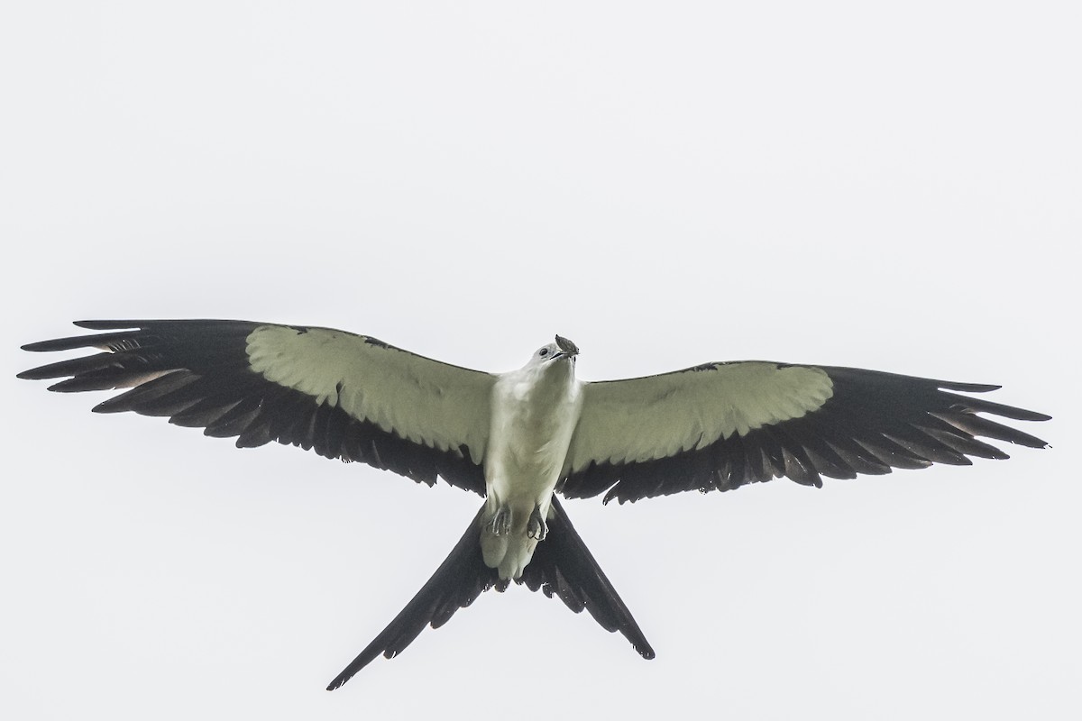 Swallow-tailed Kite - Amed Hernández