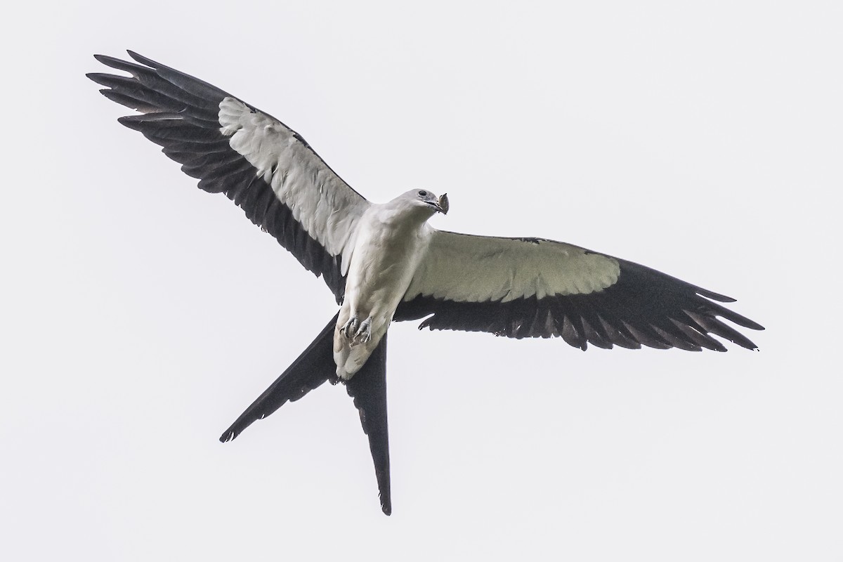 Swallow-tailed Kite - ML620506401