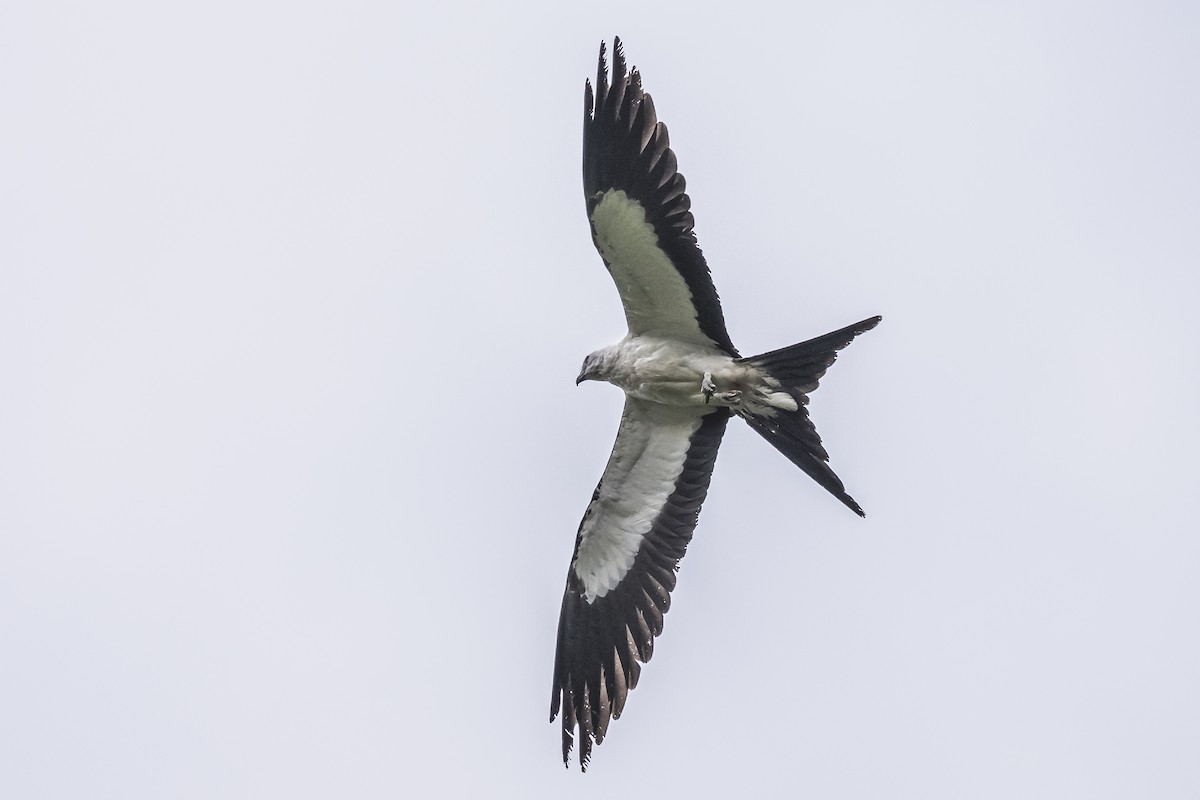 Swallow-tailed Kite - ML620506402