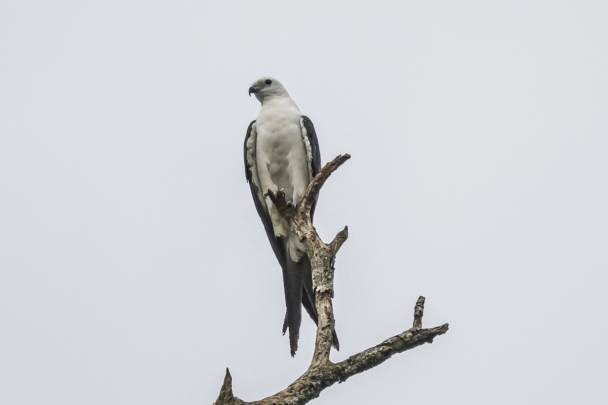 Swallow-tailed Kite - Amed Hernández