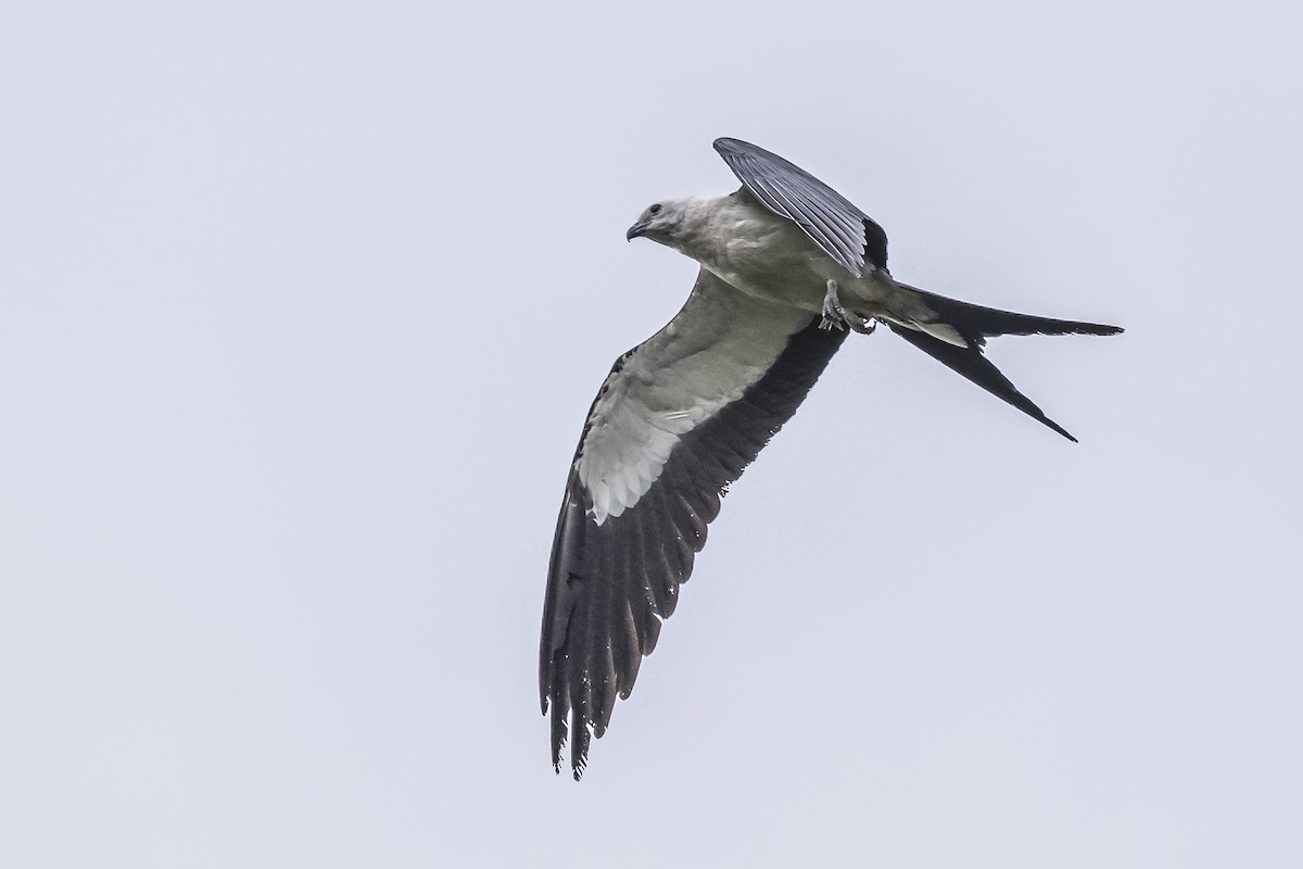 Swallow-tailed Kite - ML620506404