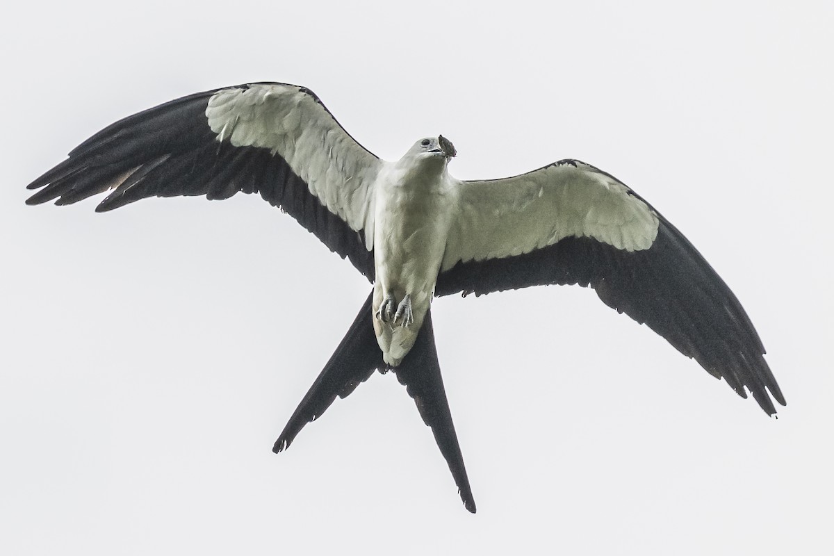 Swallow-tailed Kite - ML620506405