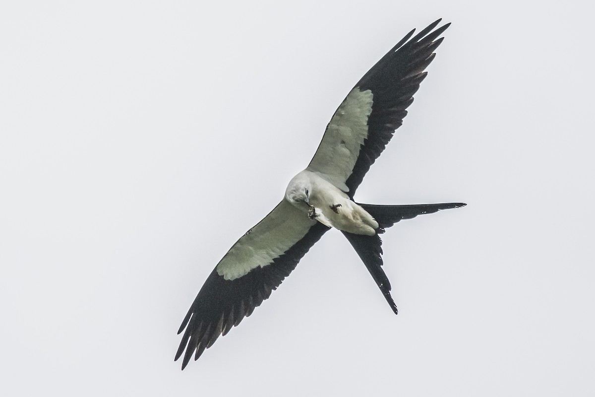 Swallow-tailed Kite - ML620506406