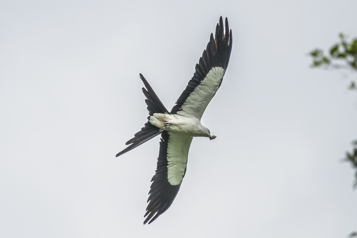 Swallow-tailed Kite - ML620506407