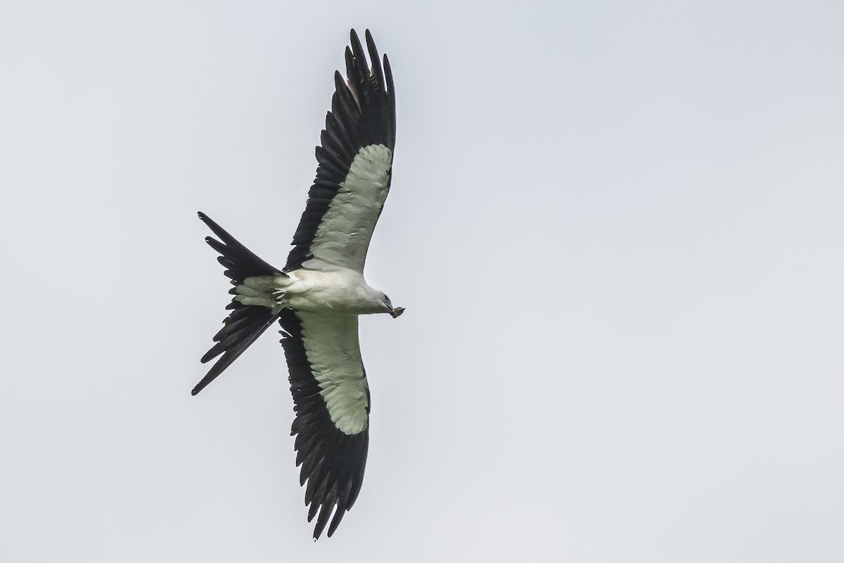 Swallow-tailed Kite - ML620506409