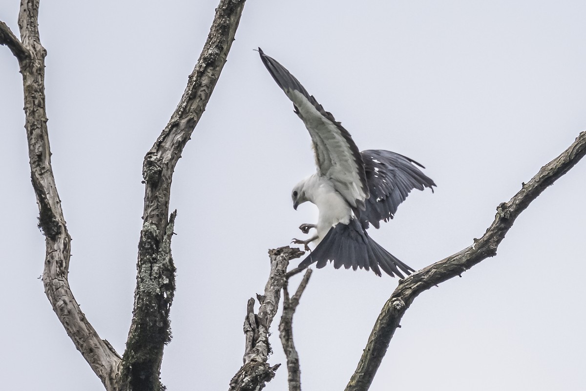 Swallow-tailed Kite - ML620506410