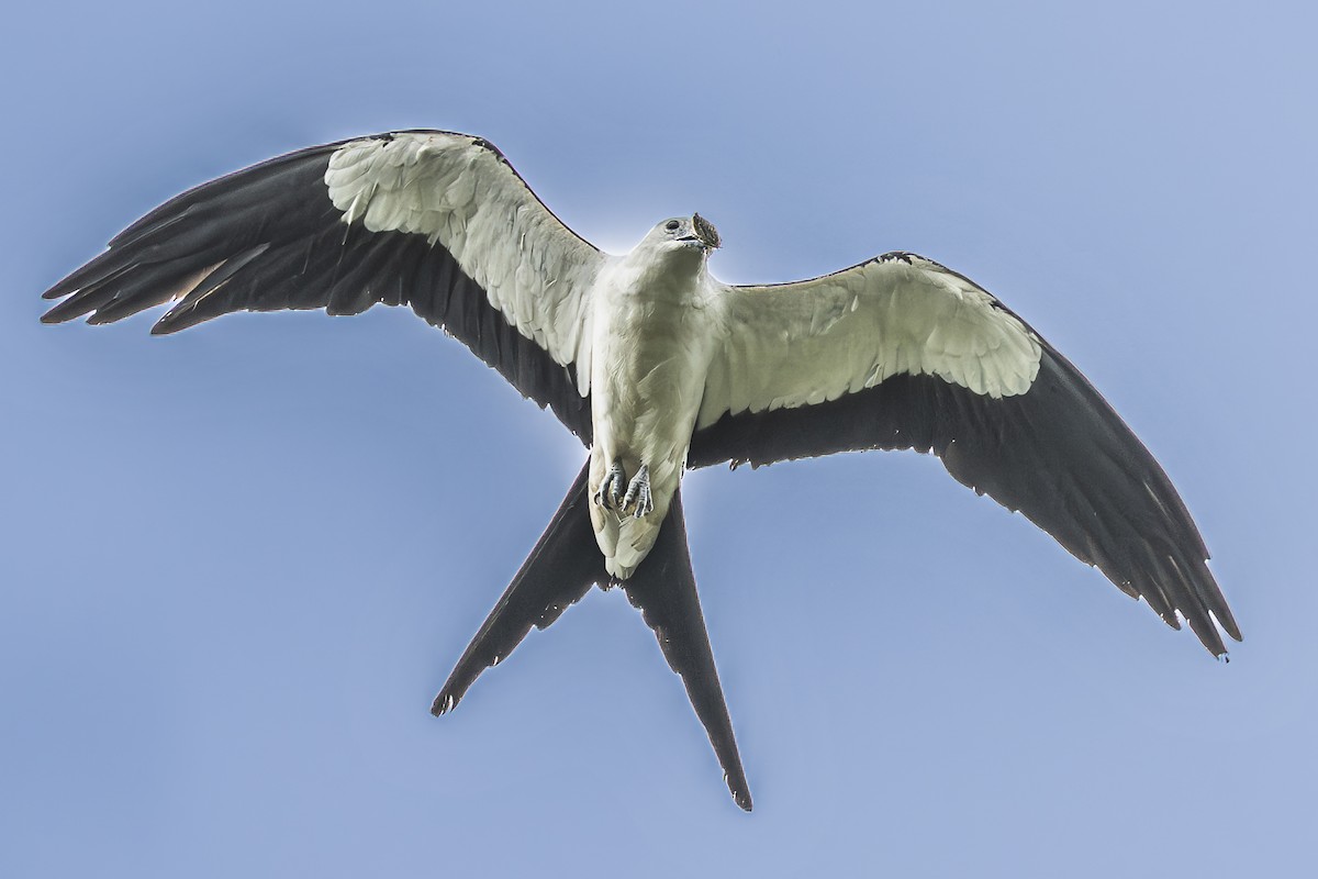Swallow-tailed Kite - ML620506411