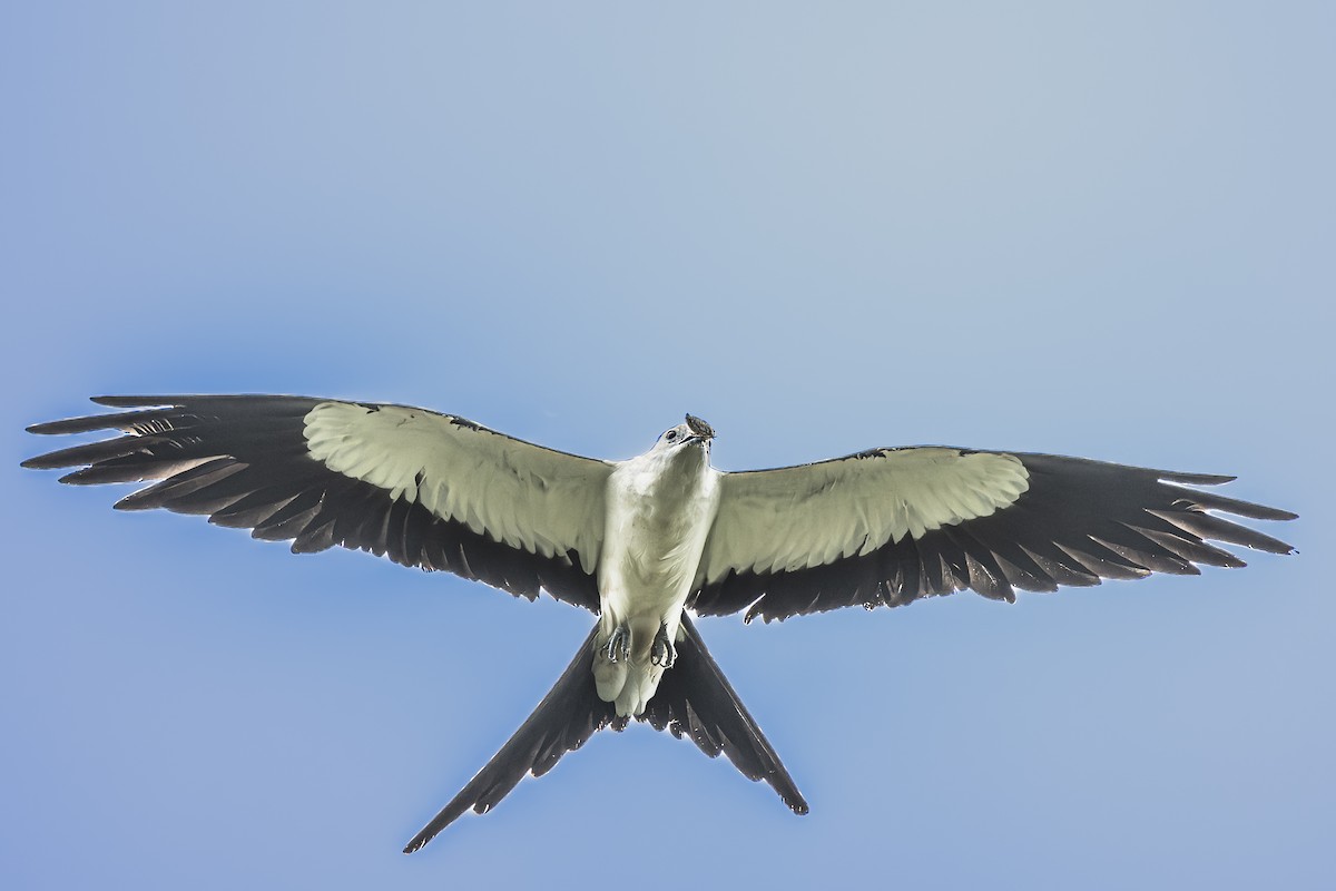 Swallow-tailed Kite - ML620506413