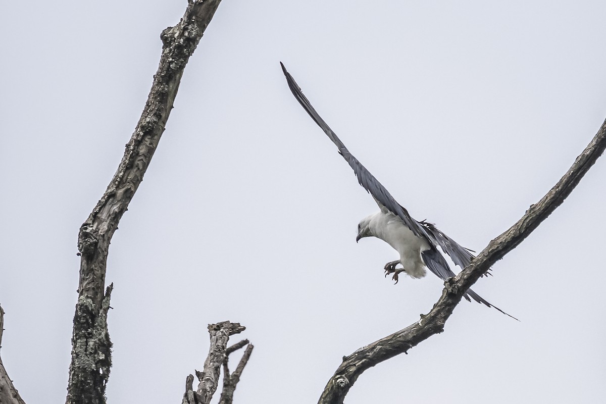 Swallow-tailed Kite - Amed Hernández