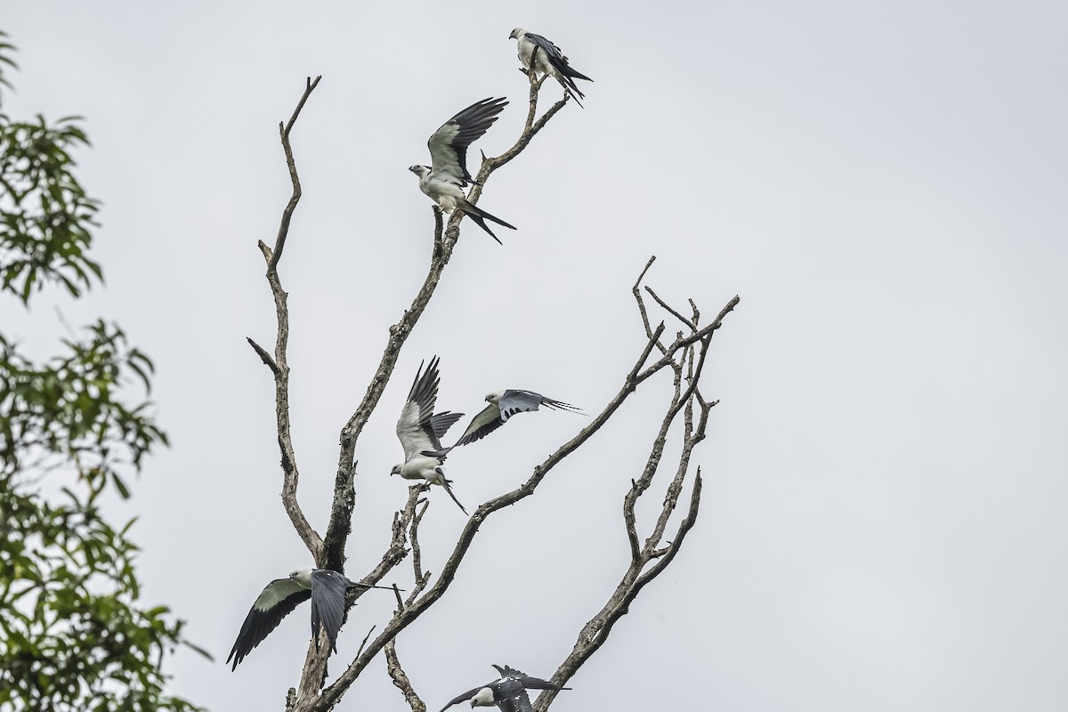 Swallow-tailed Kite - ML620506415