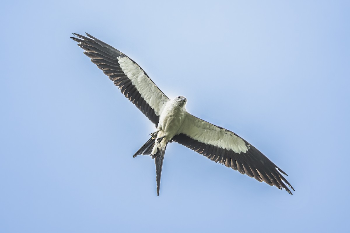 Swallow-tailed Kite - ML620506418