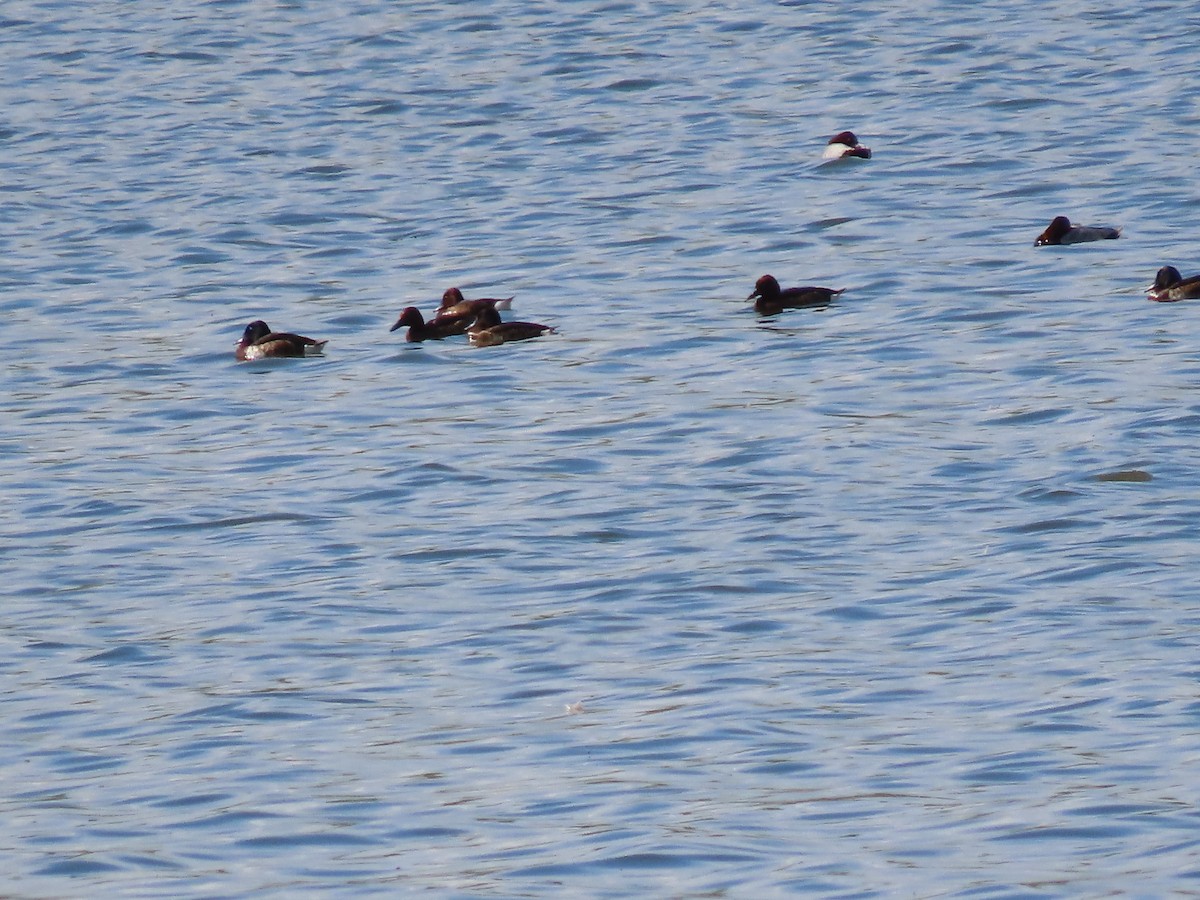 Baer's Pochard - ML620506419