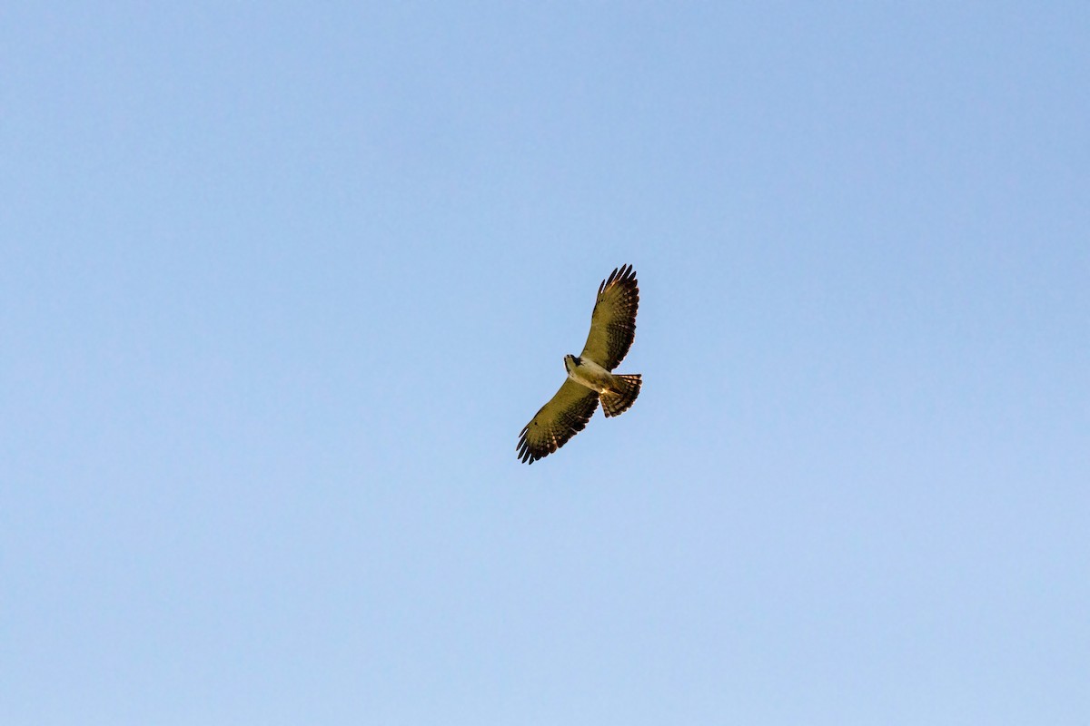 Short-tailed Hawk - ML620506421