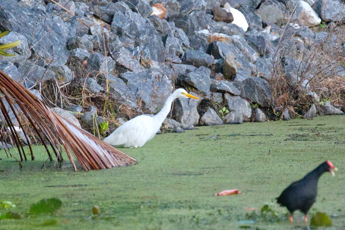 Plumed Egret - ML620506423