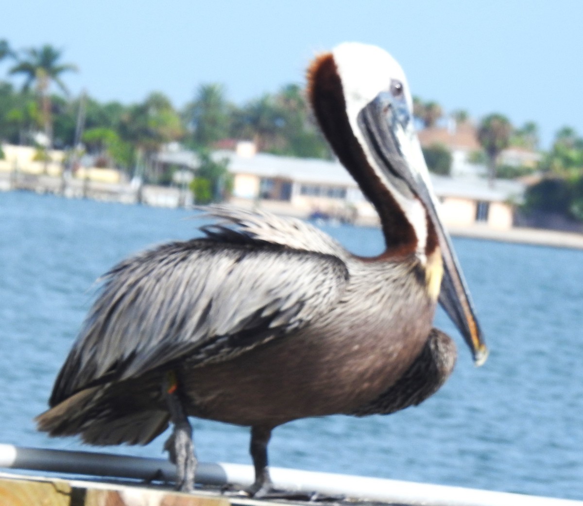 Brown Pelican (Atlantic) - ML620506424