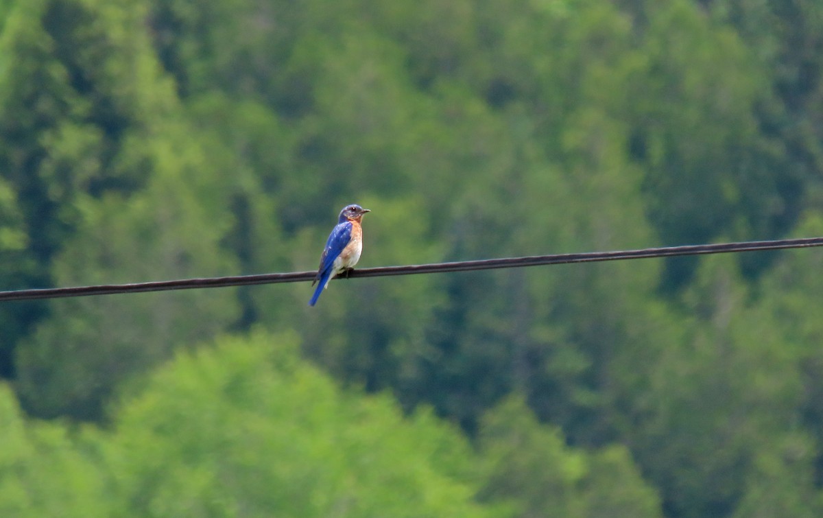 Eastern Bluebird - ML620506427