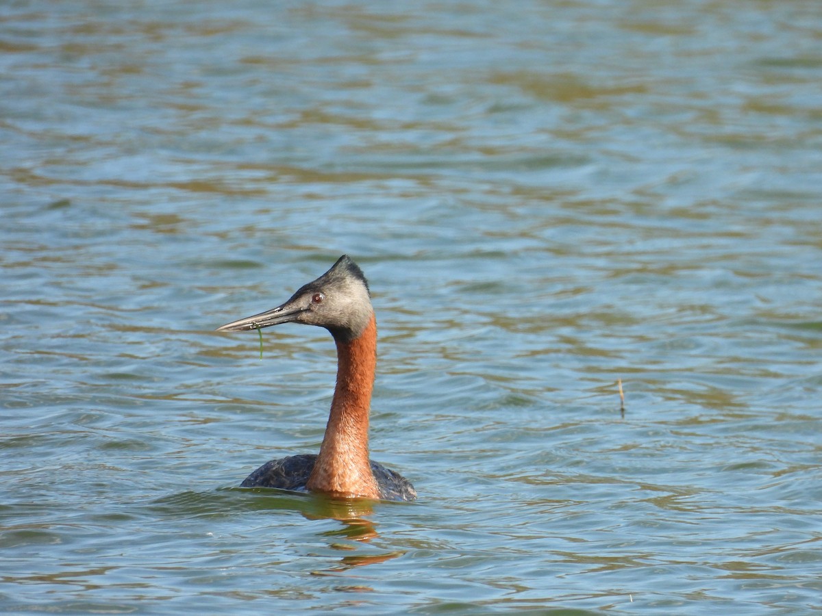 Great Grebe - ML620506438