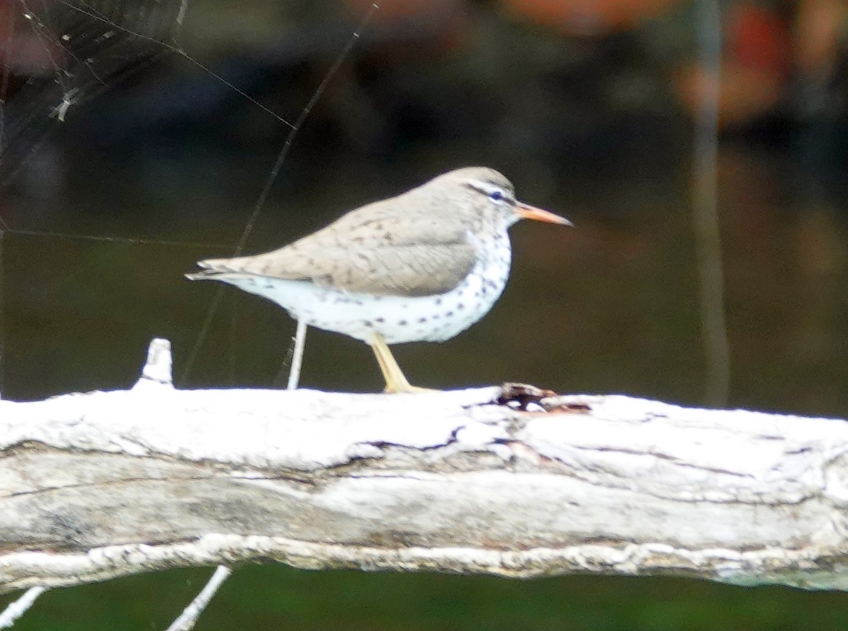 Spotted Sandpiper - ML620506441