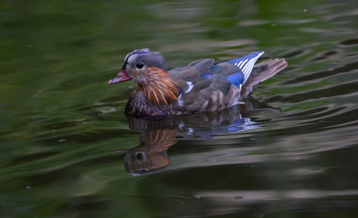 Mandarin Duck - ML620506442