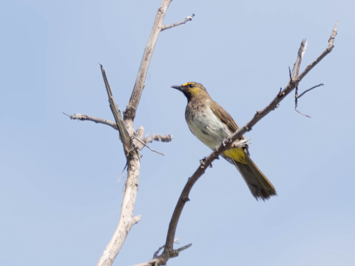 Orange-spotted Bulbul - ML620506447