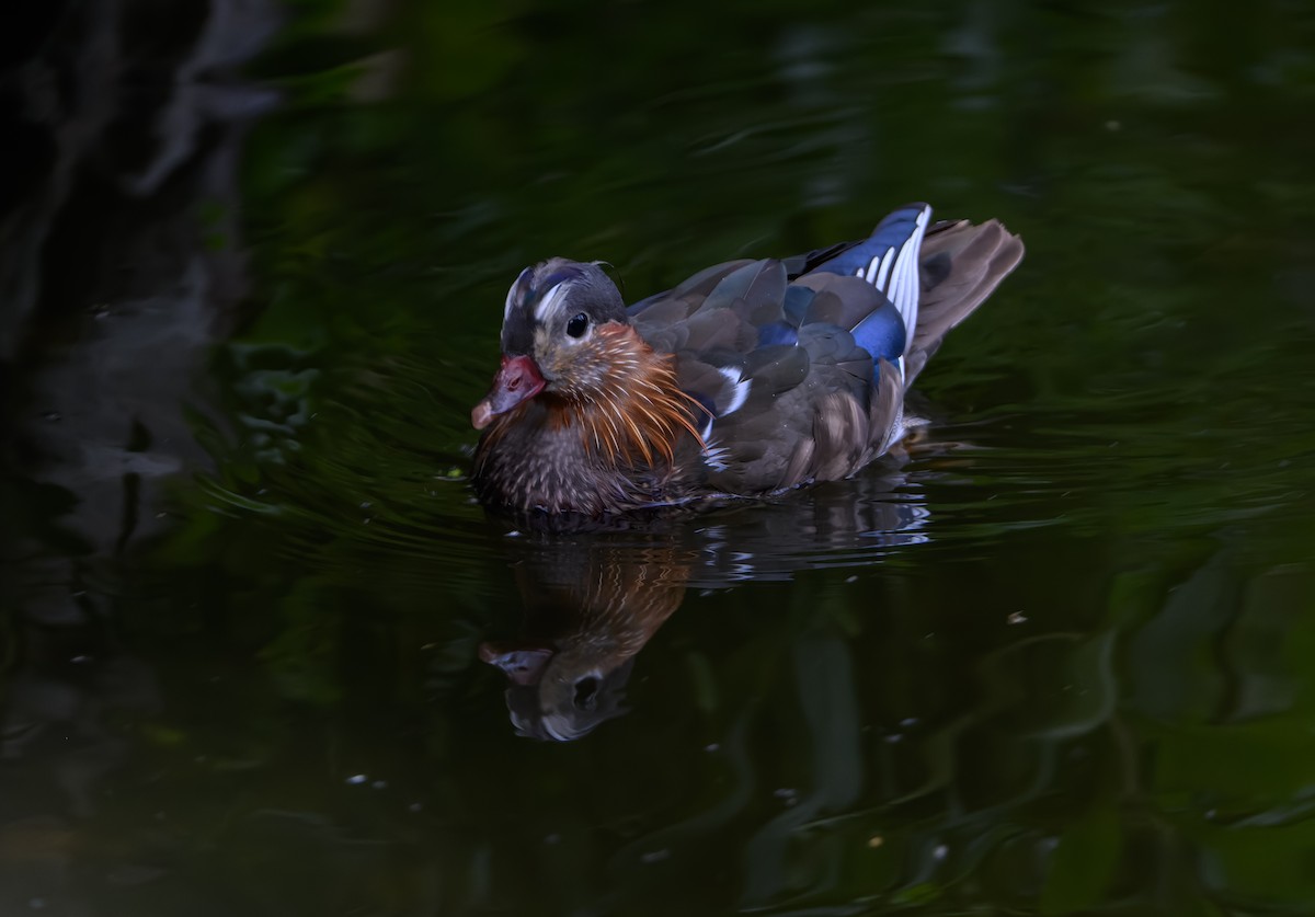 Mandarin Duck - ML620506450