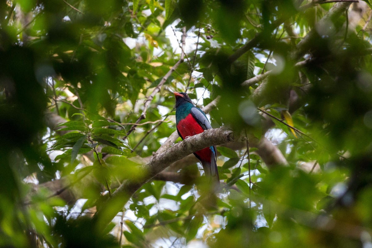 Slaty-tailed Trogon - ML620506451