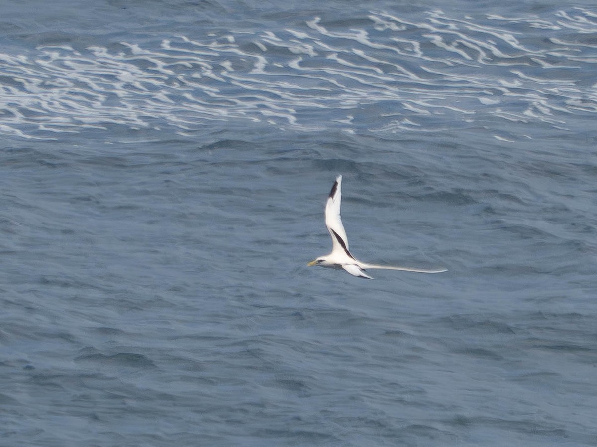 White-tailed Tropicbird - ML620506457