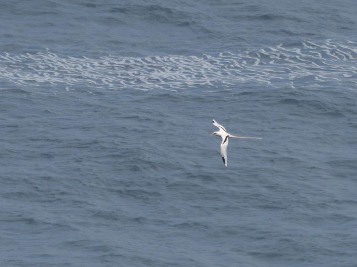 White-tailed Tropicbird - ML620506458