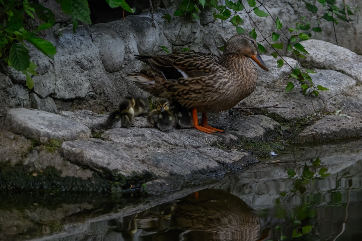 Canard colvert - ML620506460