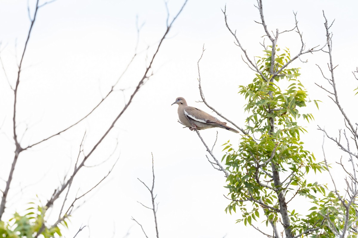 White-winged Dove - ML620506471