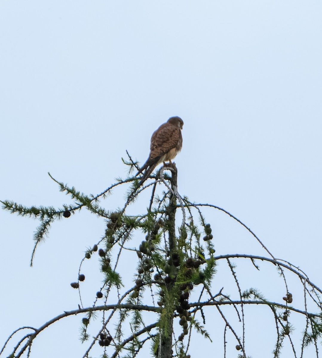 Eurasian Kestrel - ML620506473