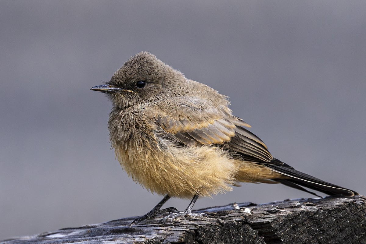 Say's Phoebe - ML620506474